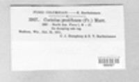 Trichaptum biforme image